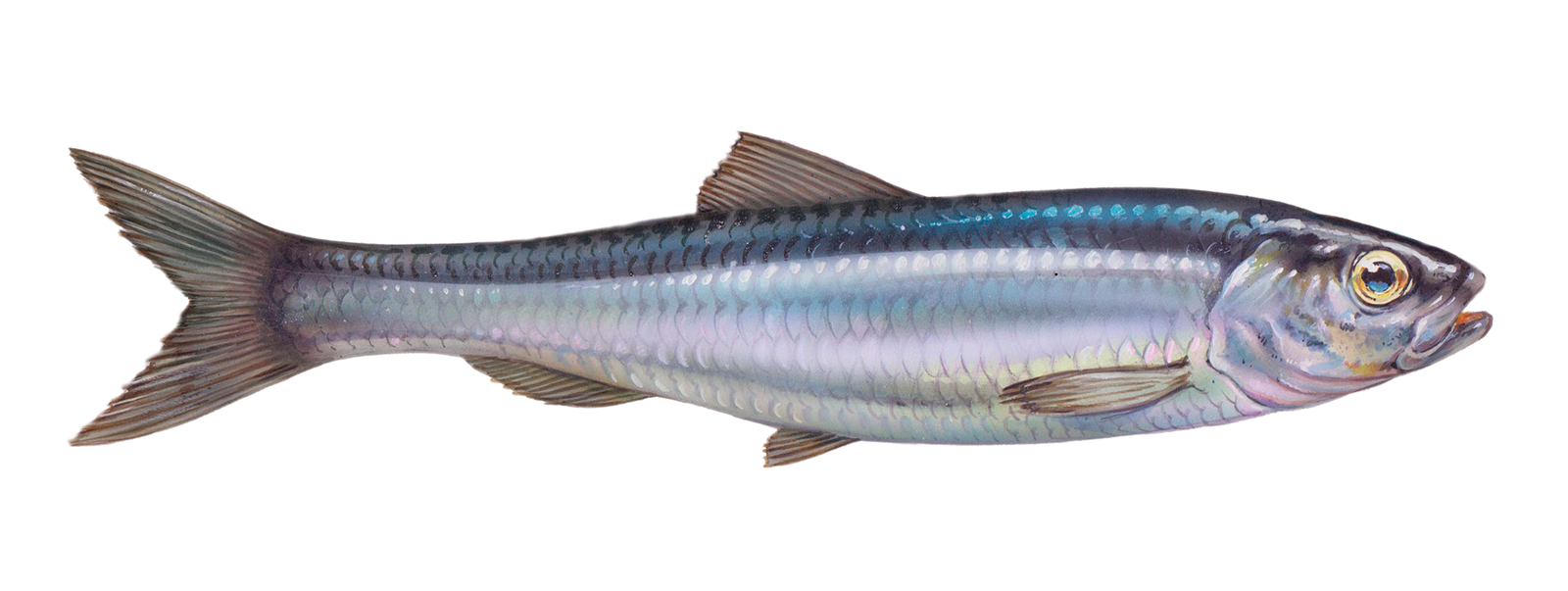 Frozen Pacific herring supplier for Asia, Africa & Europe Ocean Spirit